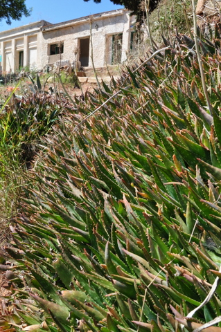 Aloe Saponaria, superb ground cover or specimen plant for any dry spanish garden